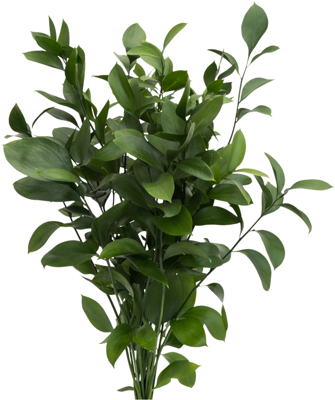 Plant with Fresh Leaves 