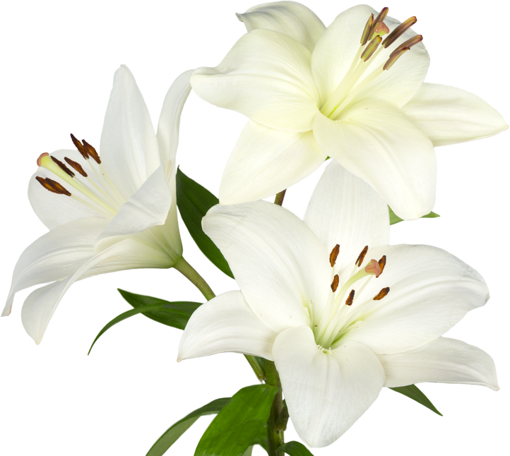 white lily flower