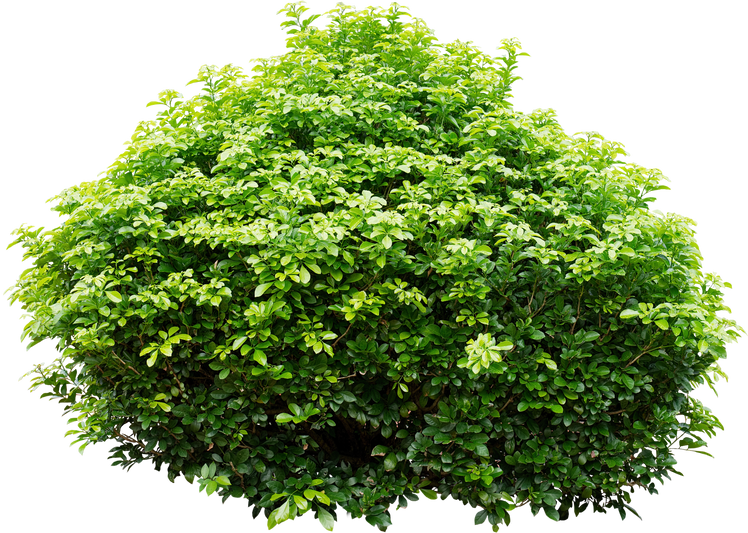 Green Lush Shrub