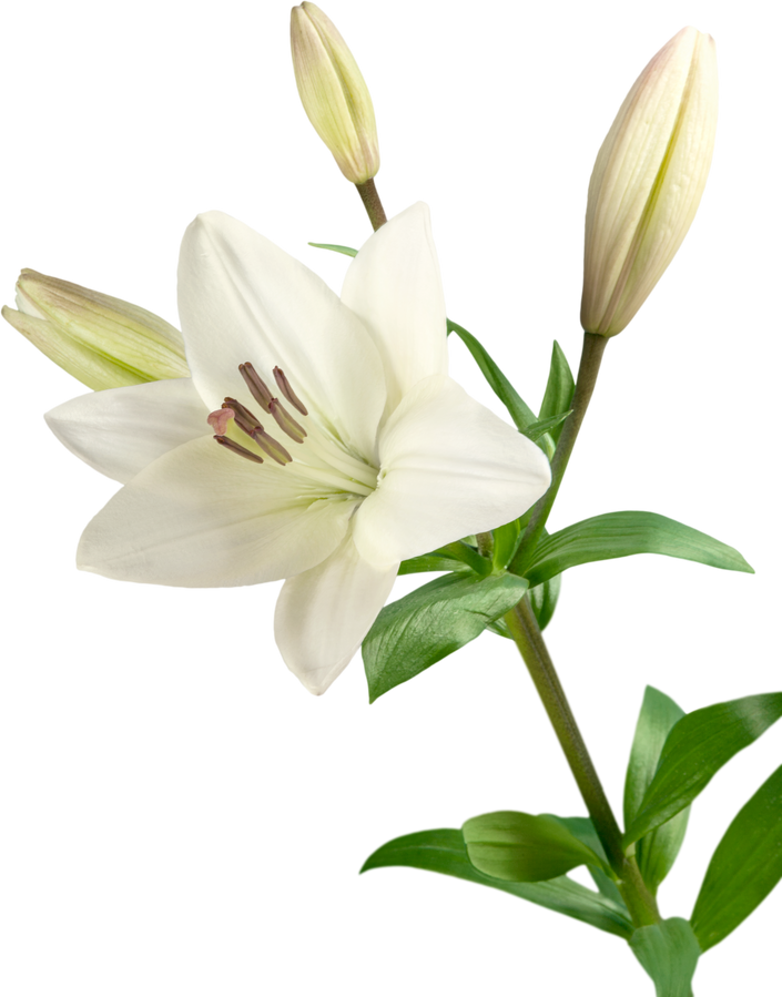 White Lily Flower